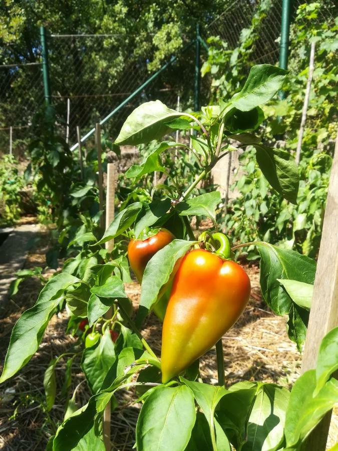 Organic Gardens Villa Crikvenica Exterior foto